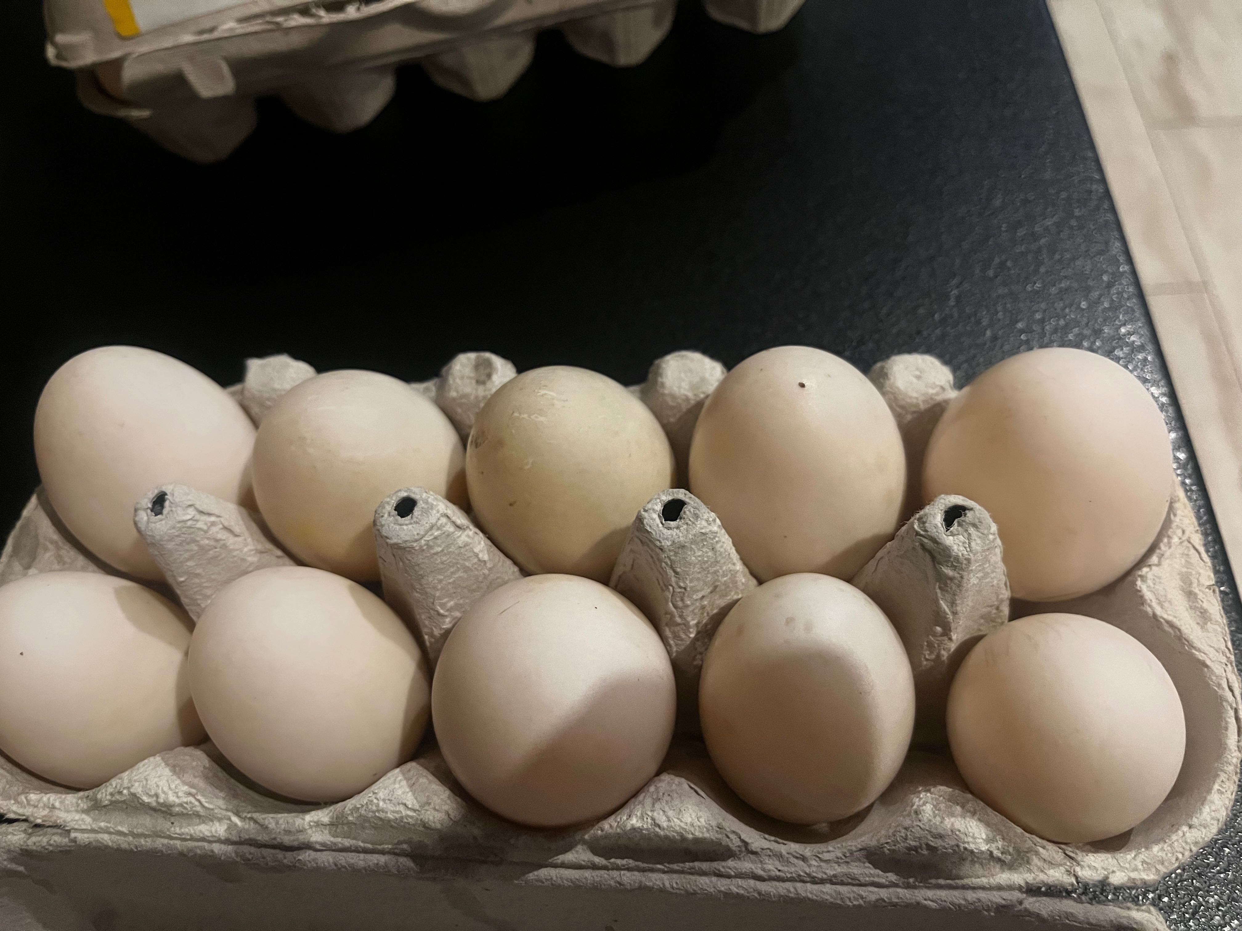 Jajka lęgowe kaczki staropolskiej