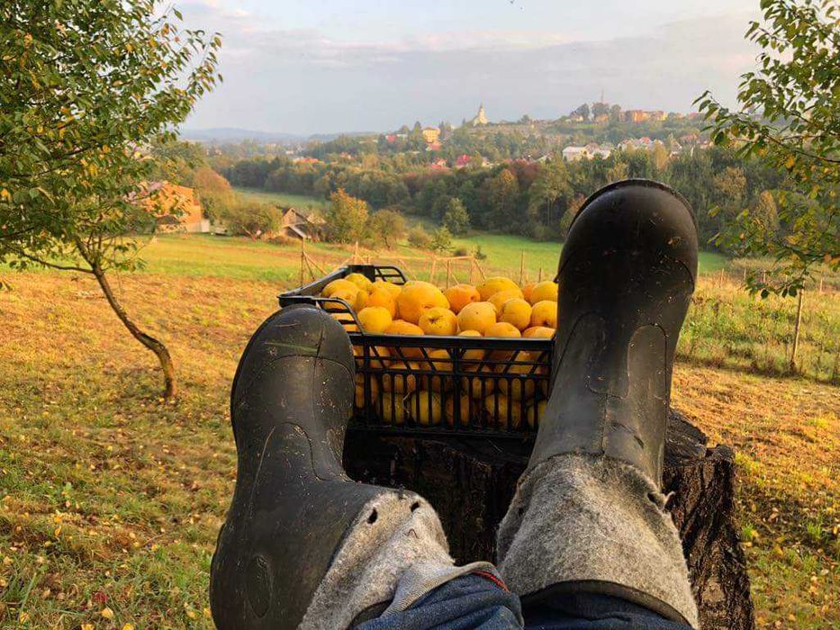 Sok tłoczony z Pigwowca japońskiego (pigwowiec) - 3 l naturalny 100%