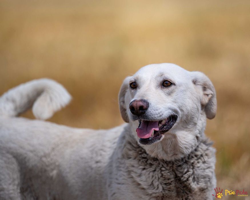 Polarcia - kochana, niewielka, pro ludzka suczka czeka na dom