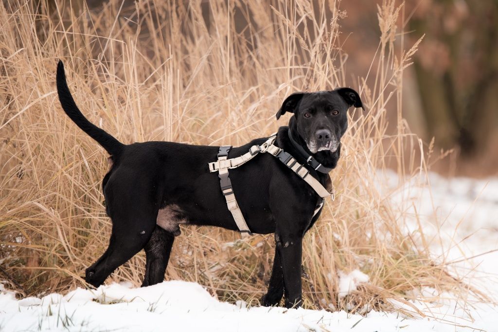 Pies Rocky w typie labradora/amstaffa