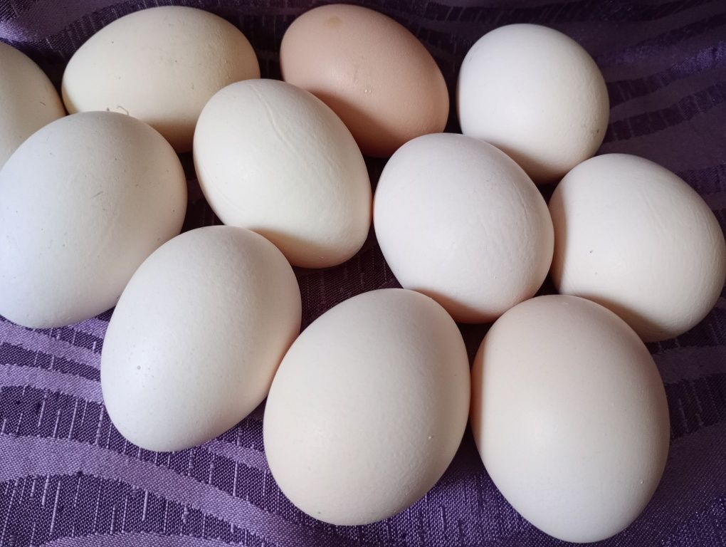 Mleko kozie/krowie, śmietana, masło,jajka 1zł/szt, serwatka kozia, tw