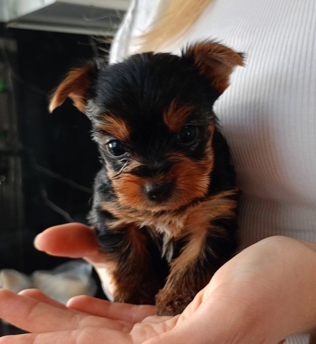 Yorkshire terrier piesek