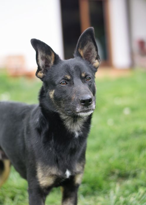 Luis czeka na fajny dom