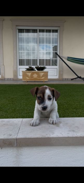 Jack Russell fêmea