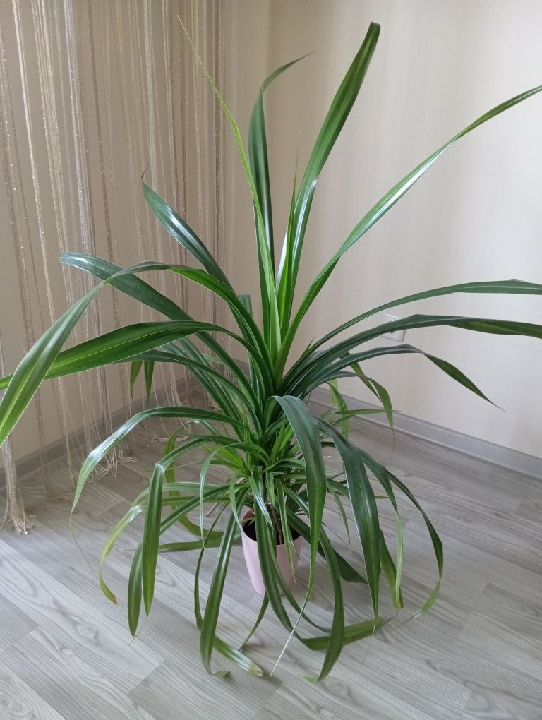 Панданус, пальма комнатное растение