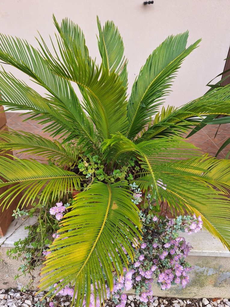 Cycas/sycas/palmeira de cyca