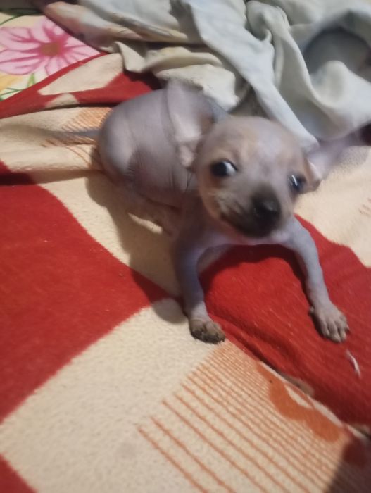 Щенок китайська хохлатый мини