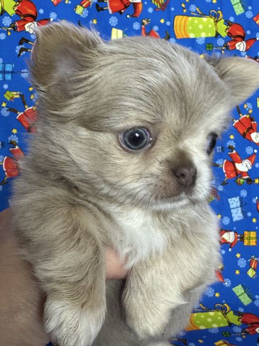 Мальчик чихуахуа дл. ш.