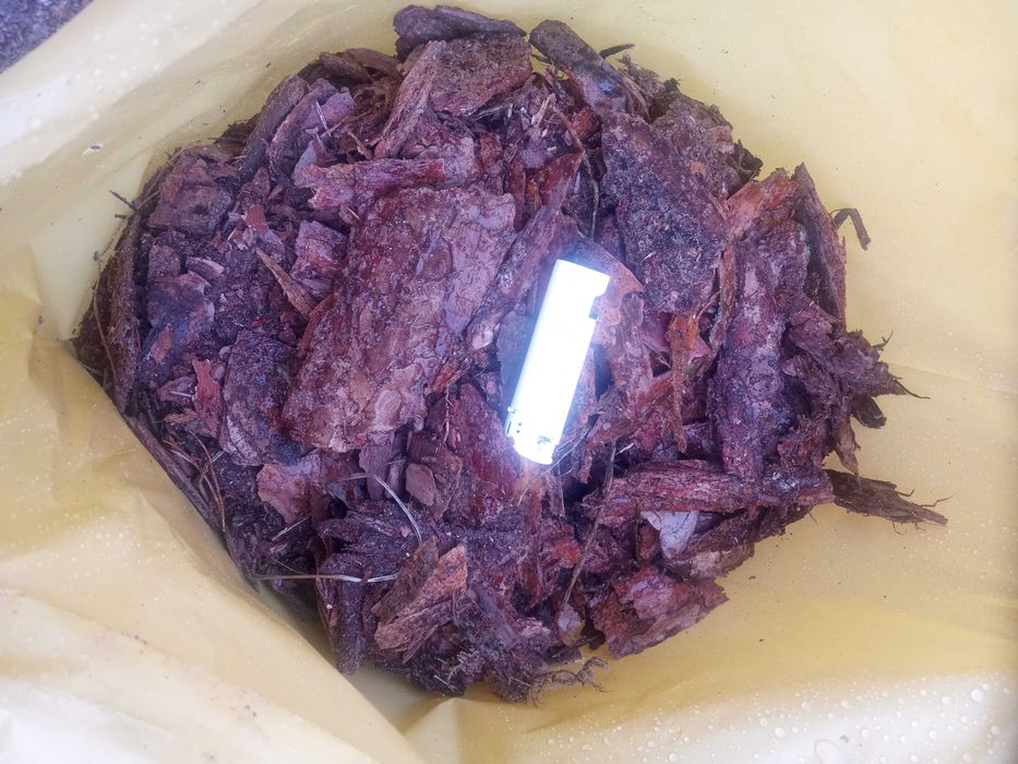 Kora sosnowa średnia