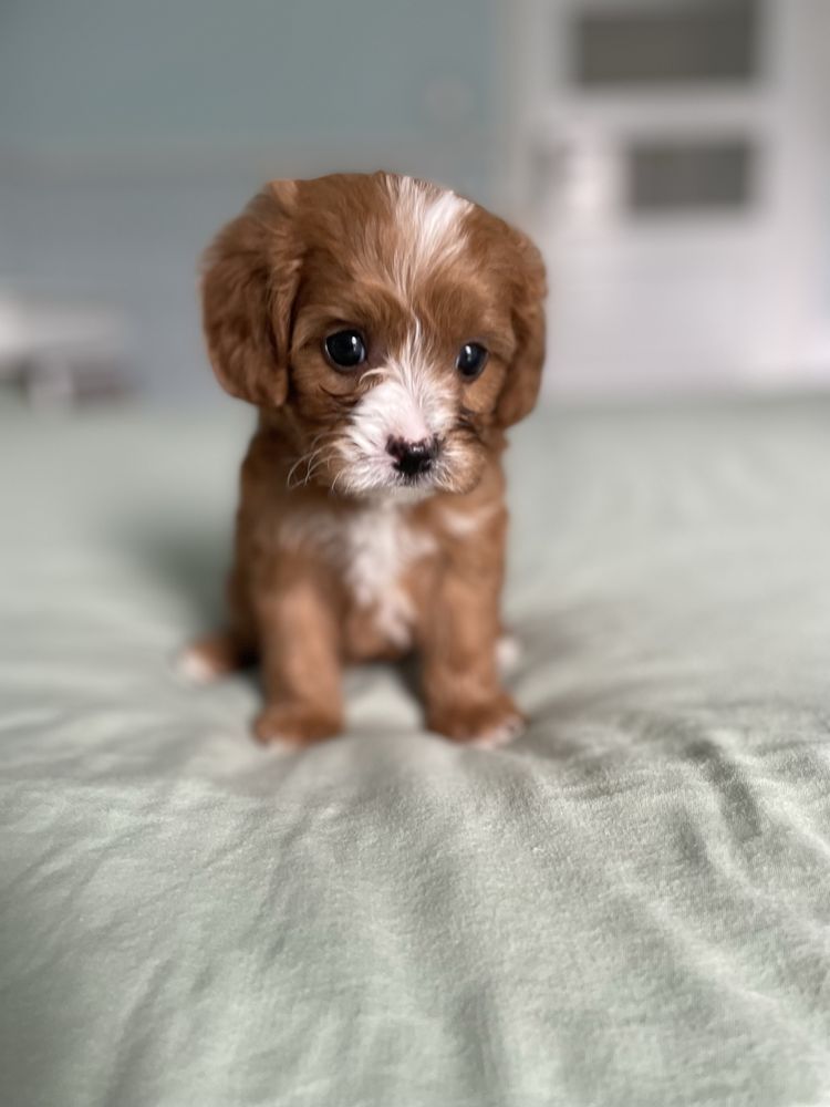 Cavapoo F1/ chłopczyk