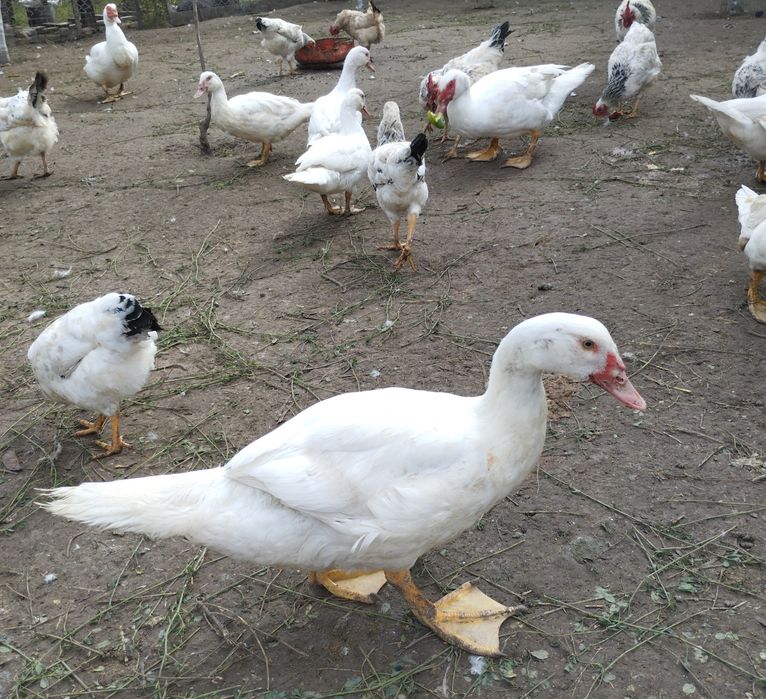 Індокачки ( шипуни)