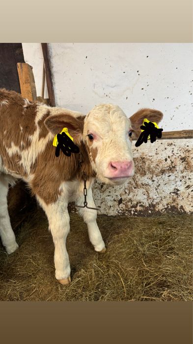 Cieliczka Simental mleczny