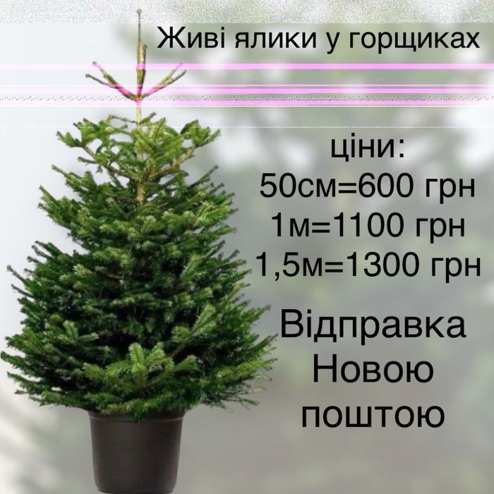 живі ялинки у горщику з корінням новий рік