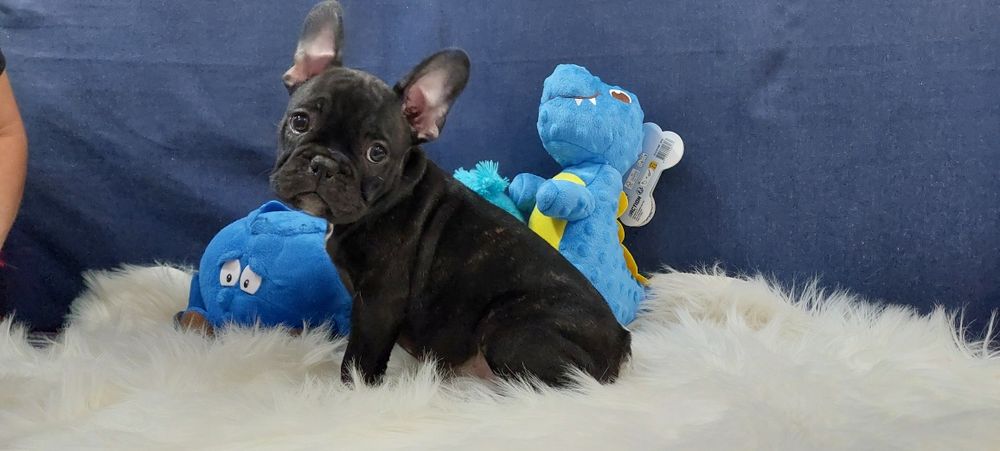 Bulldog francês menino