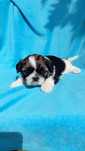 Shih Tzu tricolor piesek