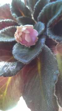 фиалка узамбарская  сенполия  цветёт