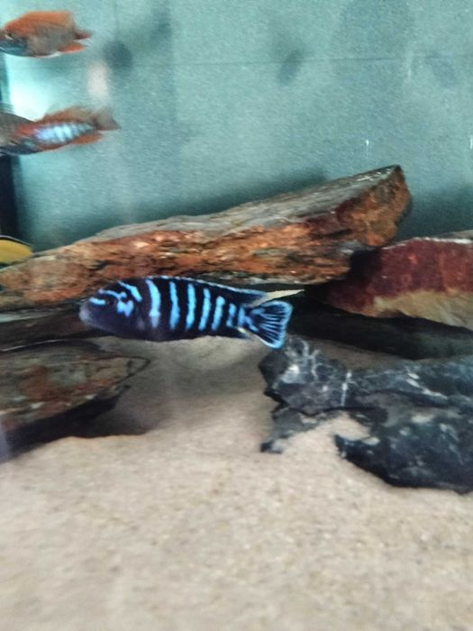 Ciclídeos africanos  - macho chindongo Demasoni (pombo)