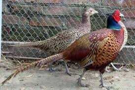 Фазан мисливський