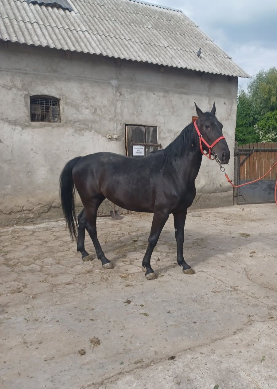Sprzedam Klacz Polski Koń Sportowy
