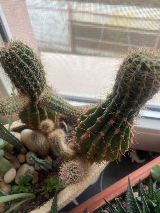 Кактусы, комнатные растения суккуленты