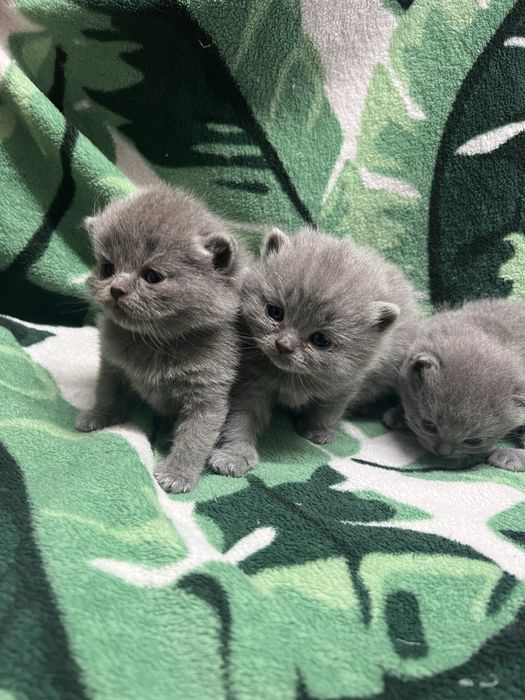 Kocurki brytyjskie krotkowlose