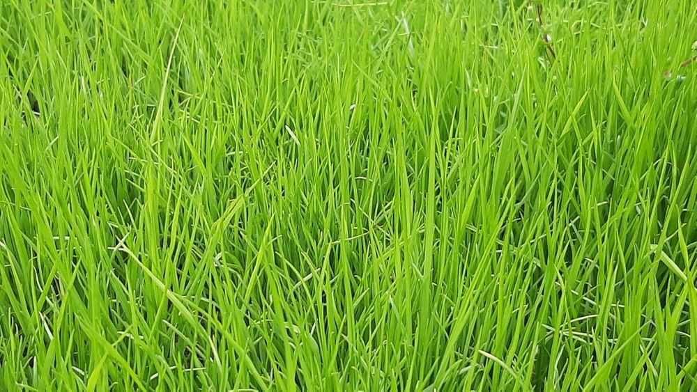 Семена травы. Трава газонная Универсальная. Урожай 2025, 25 кг.