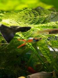 Małe rybki gupik molinezia mieczyk
