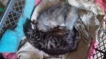 Отдам бесплатно котят