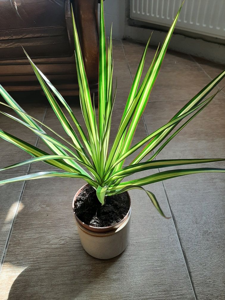 Dracena angustifolia obrzeżona.