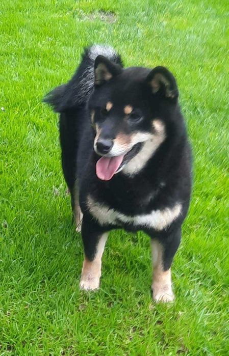 Shiba inu z metryka Fci