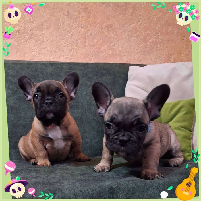 Милі та грайливі