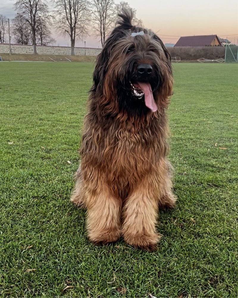 Reproduktor Owczarek Francuski Briard ZKwP FCI