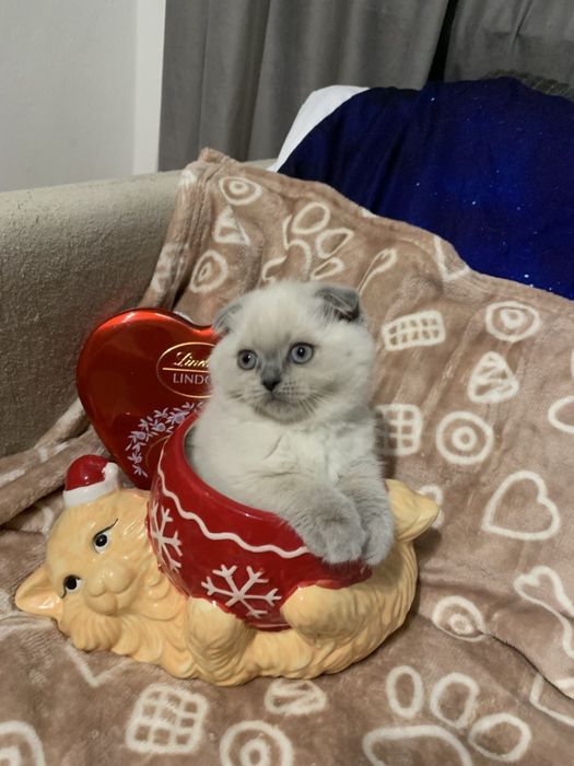 Ostatnia koteczka szkocka zwisłoucha z miotu