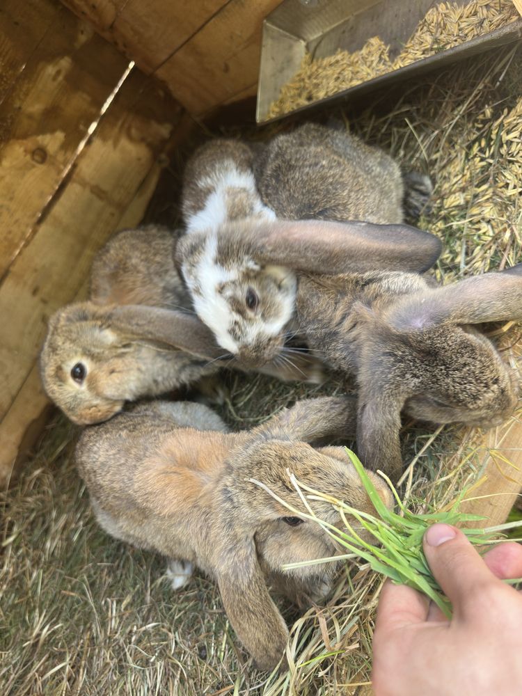 Sprzedam krole kroliki baran francuski male mlode 10 sztuk