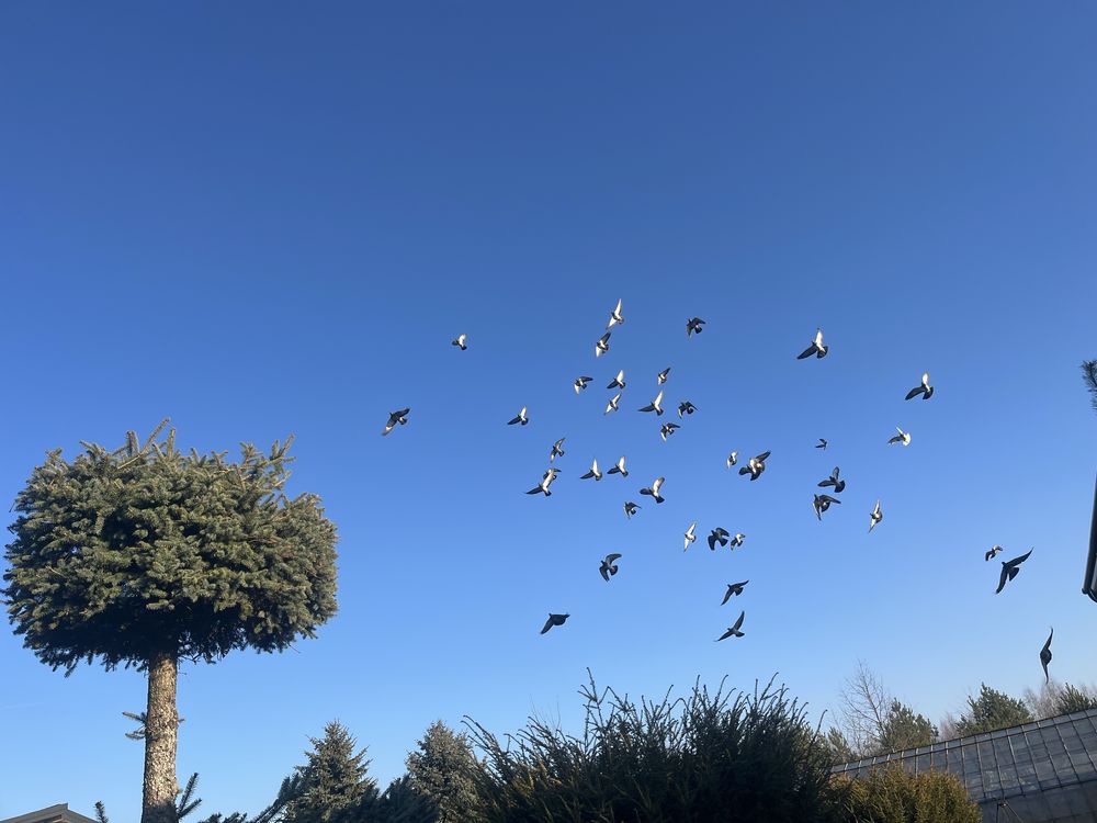 Sprzedam DERESZE wysoko lotne