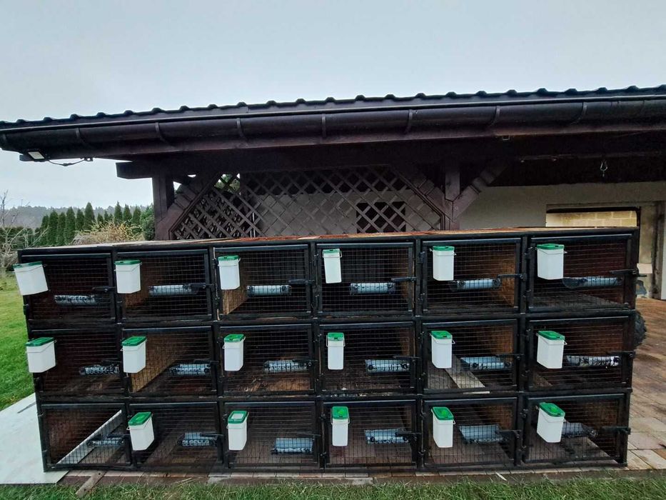 klatka dla królików