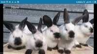 Skup królików Pomorskie