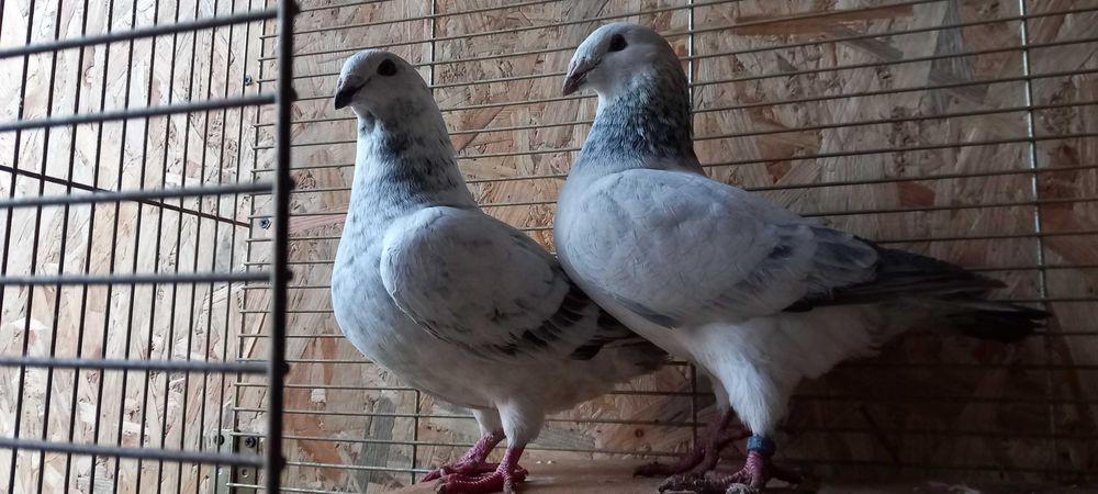 Sprzedam Standardy Szymle