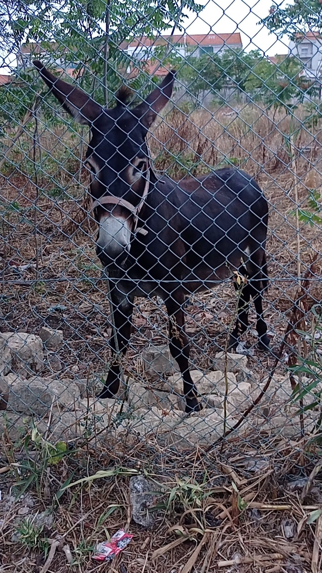 Burro com 3 anos