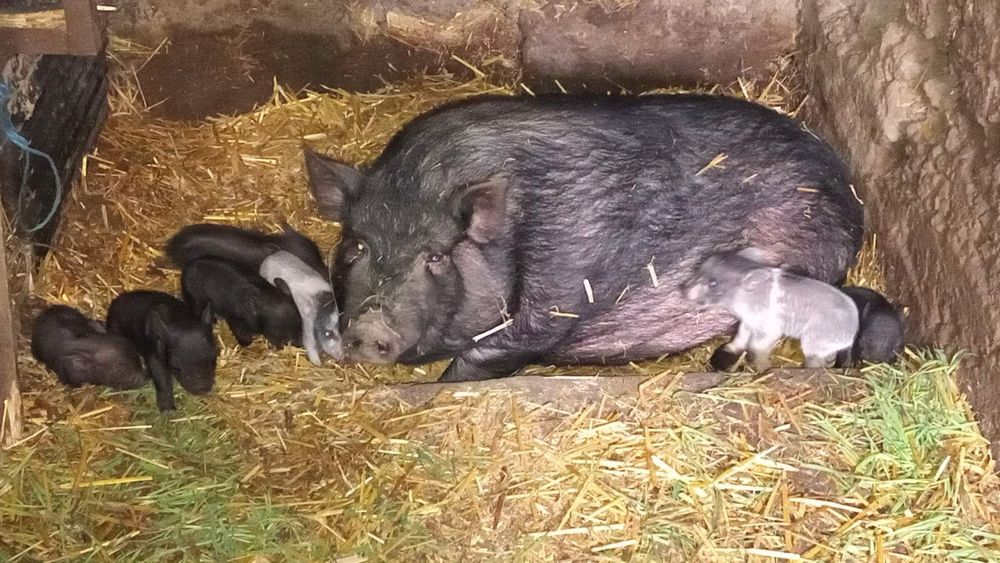 продам ветнамских поросят