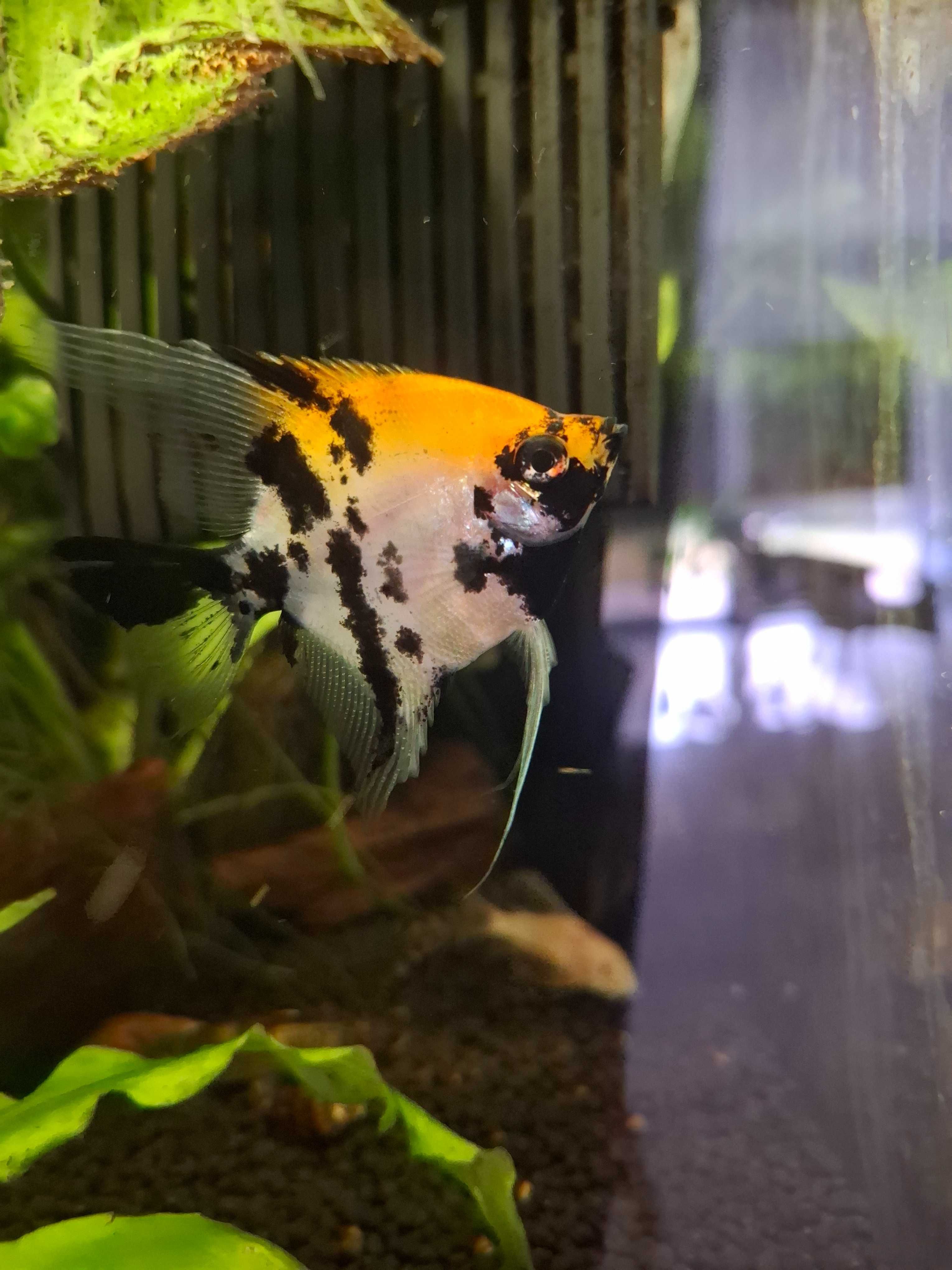 skalary red devil