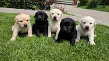Labrador Retriever! Czarny i biszkoptowy szczeniak!