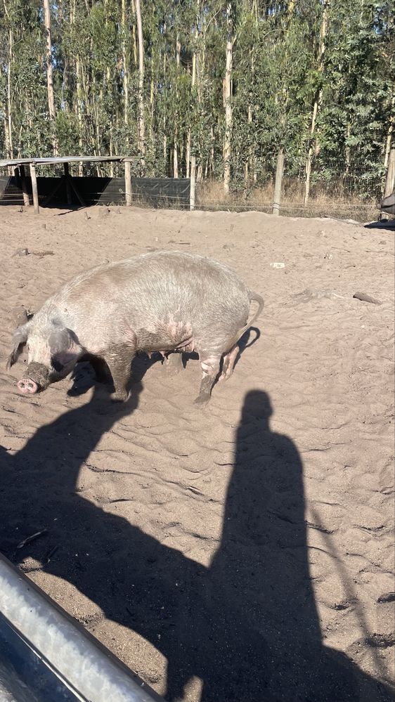 Vendo porcas gordas