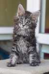 Maine Coon śliczny kocurek czarny srebrzysty klasycznie pręgowany