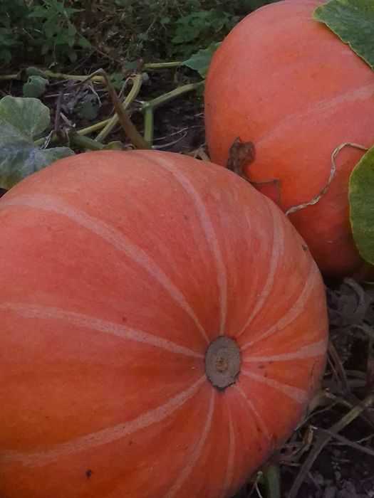 DYNIA jadalna z ekologicznej uprawy