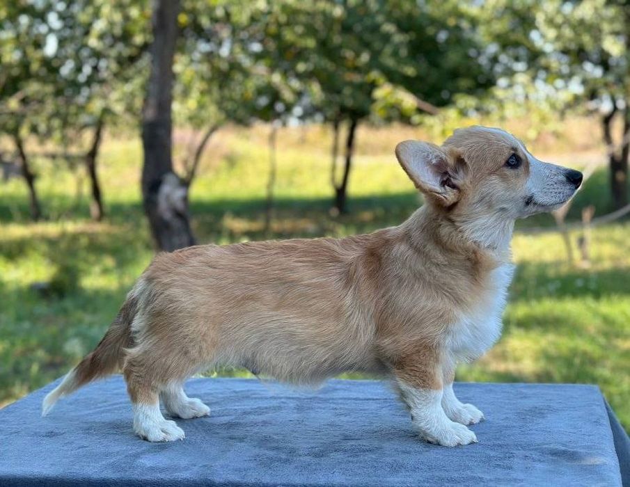 Вельш Коргі Пемброк