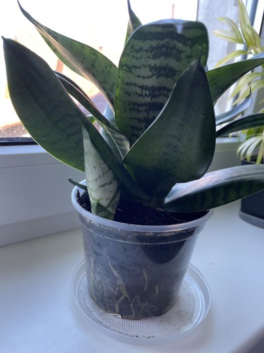 Сансевієрія Хані