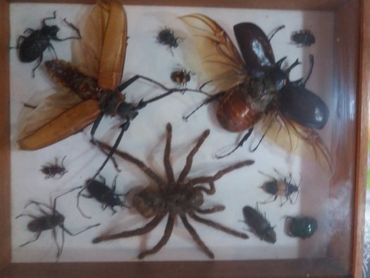 Colecção de insectos - amazonia - Peru
