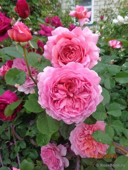 Саджанці кореневласних роз троянд англійських чайно гібридні спреї