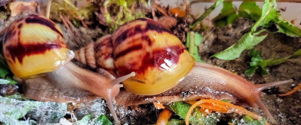 Улитки ахатины косметические и все для них